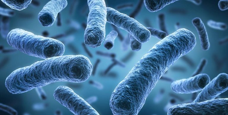 legionella.jpg